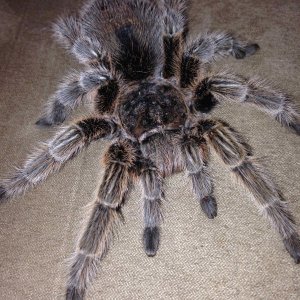 Grammostola sp.