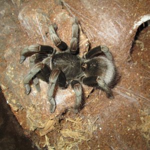 P.Nigricolor