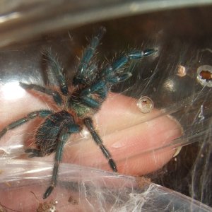 O. diamantinensis at 1'' dls