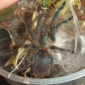 O. diamantinensis at 1'' dls