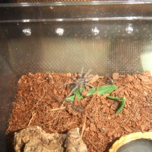 B. smithi - Popo at ½''