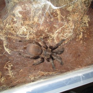 C.Dyscolus