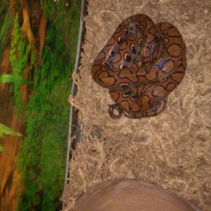 Brazilian Rainbow Boa