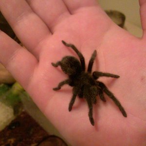 grammostola pulchra