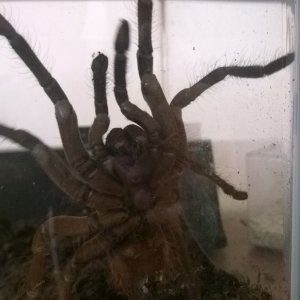 Theraphosa Stirmi