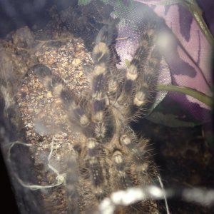 Regalis' new home