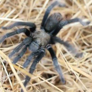 Wild Tarantula in California