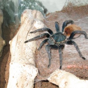 C.Cyanpubescens