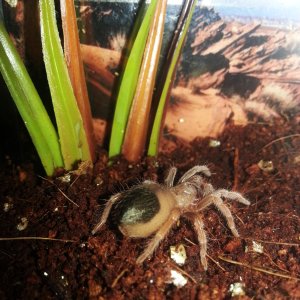 B. Boehmei