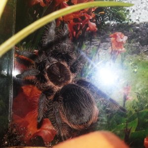 Brachypelma albopilosum