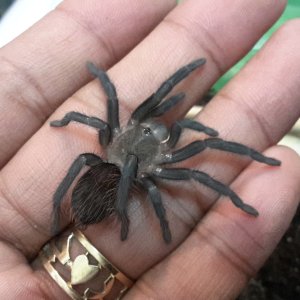 Brachypelma Vagans