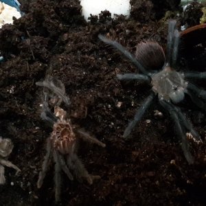 Brachypelma Vagans