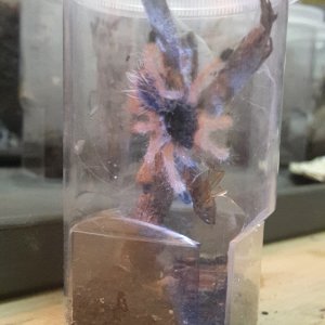 Avicularia Geroldi (Sling)