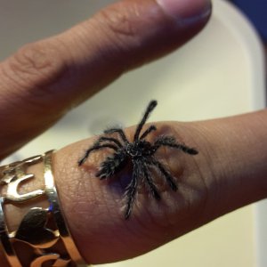 Avicularia Purpurea (Sling)