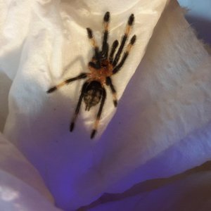 Psalmopoeus Irminias (Sling)