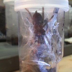 Psalmopoeus Cambrigei (Sling)