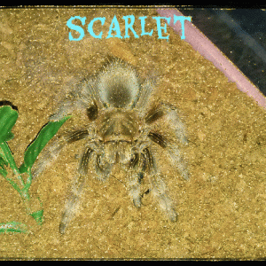 scarlet