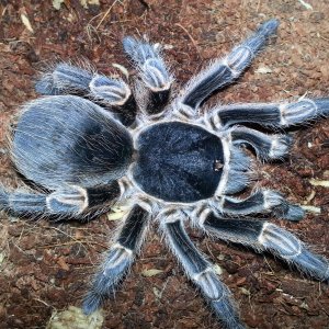 Freshly Molted Pink Zebra Beauty