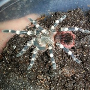 after a few molts