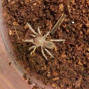 my Brazilian red and white birdeater,Hovel