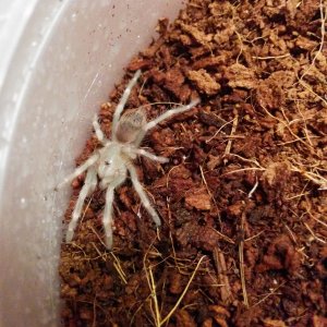2 molts in
