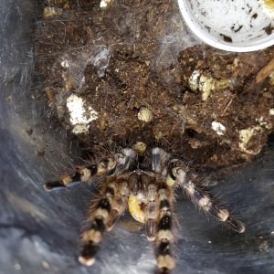 P.Regalis sling feeding