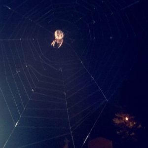 furrowed orb weaver