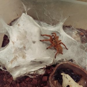 Anarchy OBT munchin