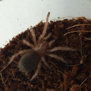 Chilean rose tarantula