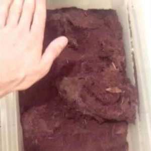 Theraphosa stirmi new enclosure - YouTube