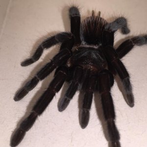 New T. Brachypelma Vagans.