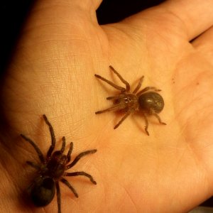 Brazilian Black Spiderlings