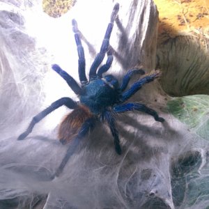 c.cyanpubescens female