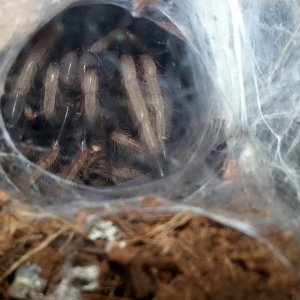 Molted