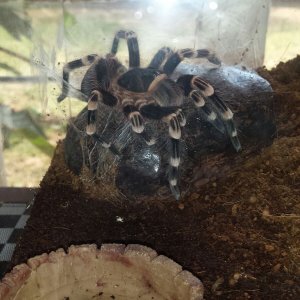 White Knee after molt