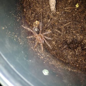 G. pulchripes Dos Chac