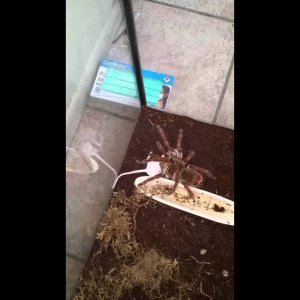 Goliath bird eater eating mouse - YouTube