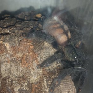 P. IRMINIA Aka. RA