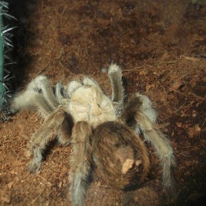 Aphonopelma chalcodes