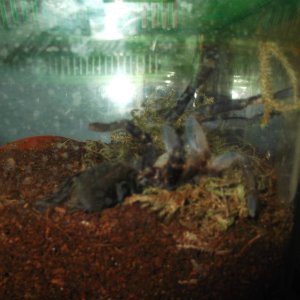 Haplopelma lividum