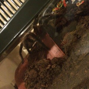 First T brachypelma albopilosum