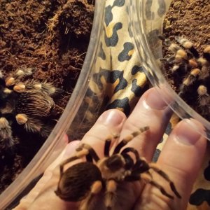 B. smithi