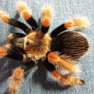 B. boehmei