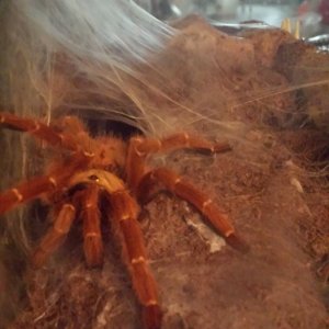 P. murinus