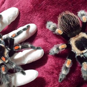 B. smithi & B. auratum