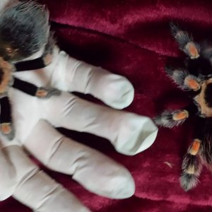 B. smithi