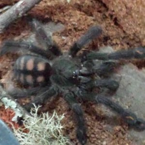 P. irminia