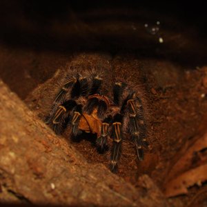 Grammostola pulchripes