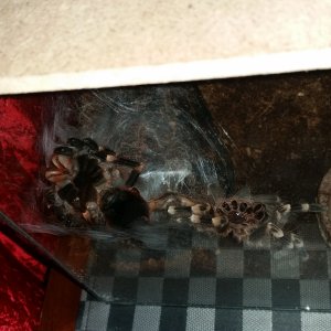 A.geniculata molt