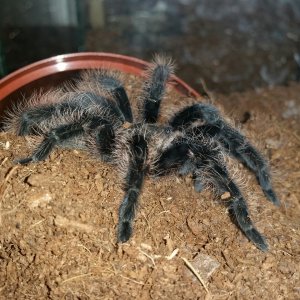 B.albopilosum